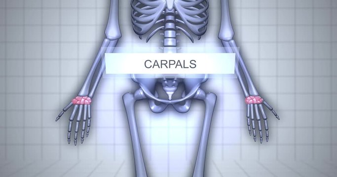 3D Human Anatomy Skeleton Visualization - Carpals