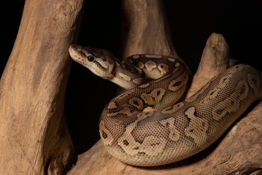 ball python snake
