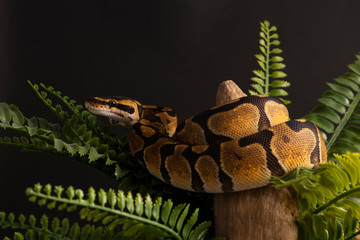 ball python snake