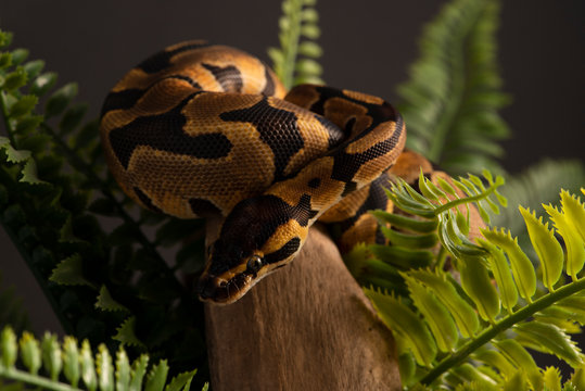 ball python snake