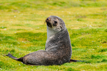 Obraz premium Fur Seals - Arctocephalus gazella - On the Salisbury Plains, South Georgia Island.