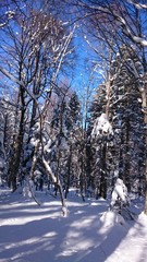 winter forest