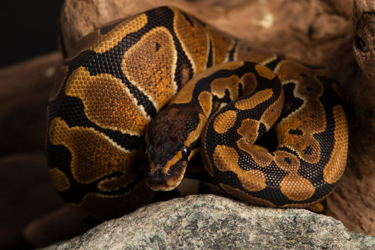 ball python snake
