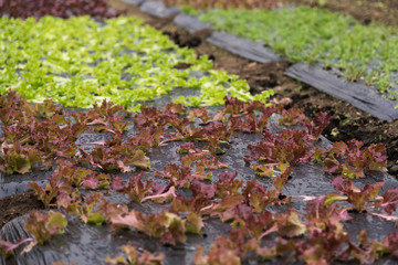 plants de salades