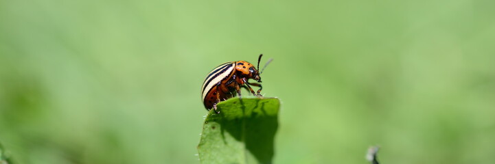 Banner Käfer auf Blatt auf grüner Wiese  im Frühling, Textfreiraum grüner Hintergrund