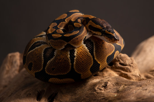 ball python snake