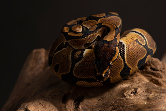 ball python snake