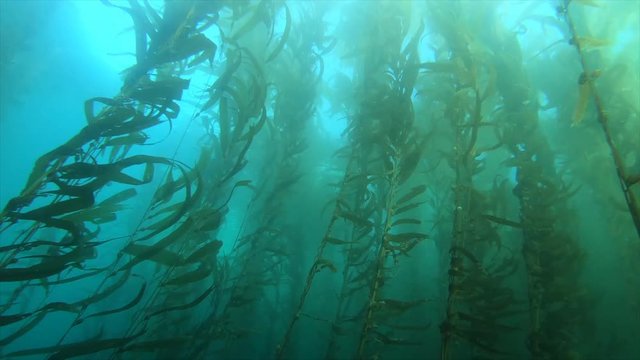 A beautiful kelp bed in southern California sways to the gentle motion of the water