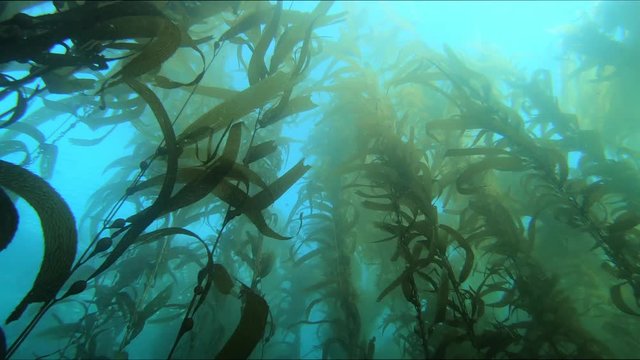 A beautiful kelp bed in southern California sways to the gentle motion of the water