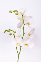 Fototapeta premium Orchid flower on isolated white background