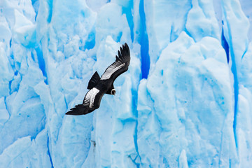 Andean Condor and Glacier