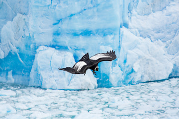 Andean Condor and Glacier
