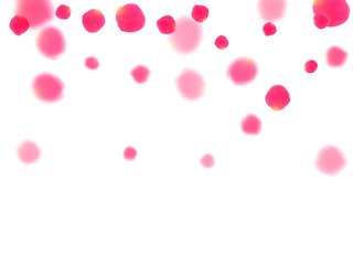 Pink rose petals falling vector valentine background.