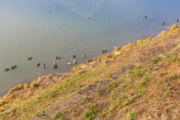 Ducks in the city pond. Waterfowl. Grass on the river bank. Autumn nature. Turbid water in the urban reservoir.