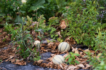 plantation de melon