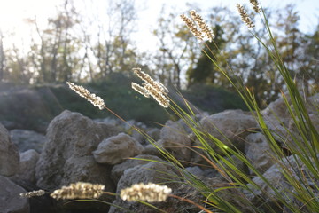 grass in the setting sun