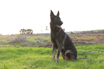 Black dog german shepherd in area
