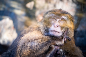 Portrait d'un macaque de Barbarie