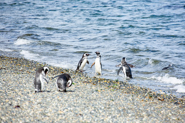 Magellanic Penguins in Ushuaia