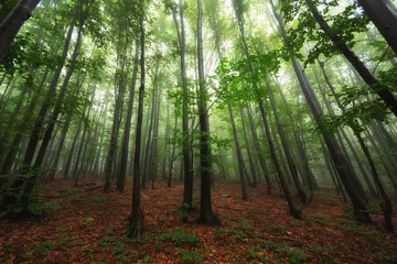 Obraz premium Beautiful nature at morning in the misty spring forest with sun rays