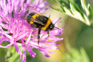 Bumblebee on a purple flower close-up
