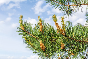 Pine branch on sky background
