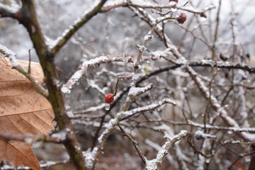 ice drops and berries