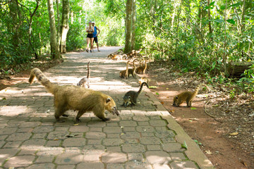 Coatis at waterfall, water, nature, landscape, forest, cascade, river, stream, falls, green, rock, fall, park, flowing, mountain, tree, spring, stone, beauty, natural, travel, rocks, beautiful, creek,