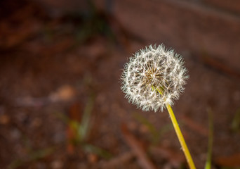 Dandelion or Thistle in January: Single plant of Dandelion or Thistle in January in front of a residential home. 