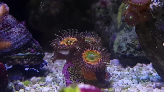 Sunny D zoanthus polyp aquacultured in reef aquarium