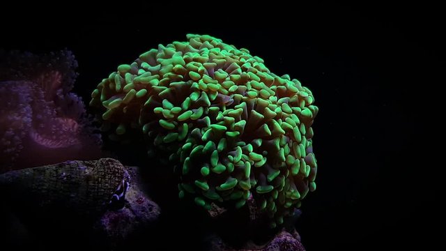 Ephyllia hammer LPS coral in reef tank