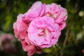 pink rose in garden