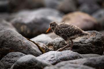 A baby oyster catcher blends in with its habitat amongst the rocks on Flea Bay, New Zealand