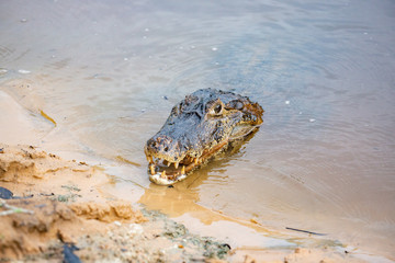 Caiman in the Pantanal