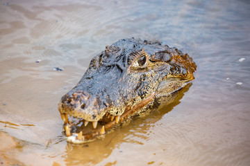 Caiman in the Pantanal 