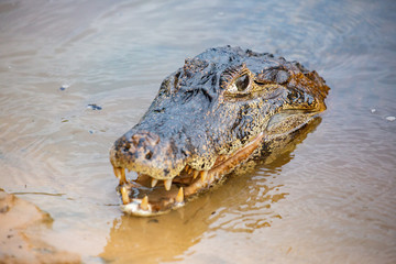 Caiman in the Pantanal