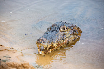 Caiman in the Pantanal