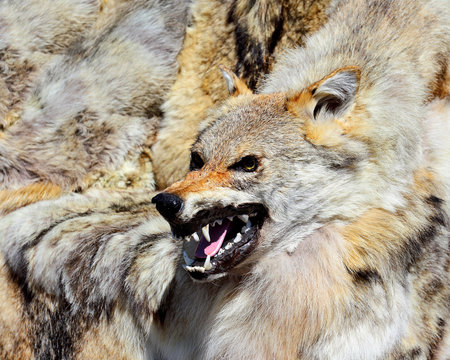 Stuffed wolf head
