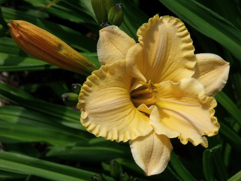 aprikot Lilienbl&uuml;te