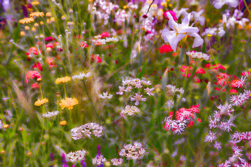Wild flower meadow