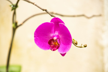 Orchid
