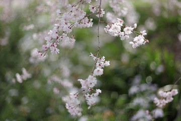枝垂桜