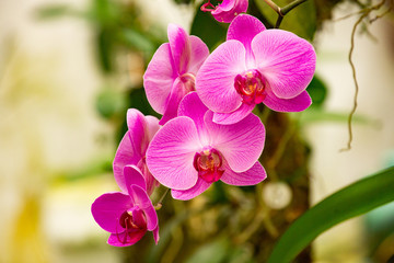 Orchid