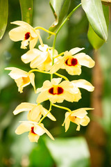 Orchid