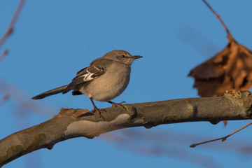 Northern Mockingbird (Mimus polyglottos)