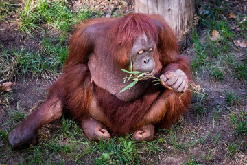 Singe orang-outan en train de manger dans l'herbe