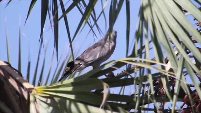 Chanted goshawk on a tree from Kenya