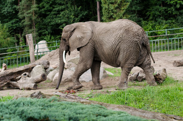 Słoń idący na trawie w zoo - obrazy, fototapety, plakaty