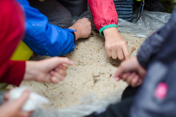 Dziecięce dłonie szukające bursztynów w piasku