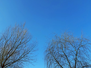 Willow tree branches and blue sky background